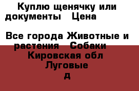 Куплю щенячку или документы › Цена ­ 3 000 - Все города Животные и растения » Собаки   . Кировская обл.,Луговые д.